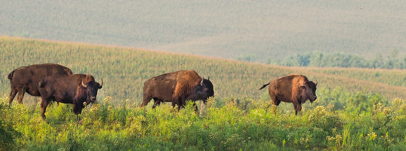 All Native Group - Bison Herd - Winnebago, Nebraska